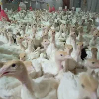 جوجه بوقلمون بیوتی ۶در سقز|حیوانات مزرعه|مریوان, |دیوار