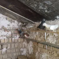 کبوتر فروش فوری
