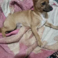 سگ پامرانین میکس|سگ|خرمدره, |دیوار