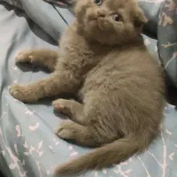 گربه اسکاتیش