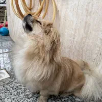 پیکینز اشپیتز|سگ|اردبیل, |دیوار