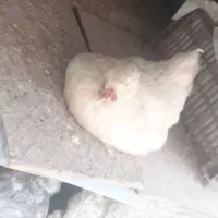 مرغ وخروس آمروک برهما ابریشم کرچه جوجه‌هاشون