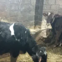 گوساله نر|حیوانات مزرعه|نظر کهریزی, |دیوار