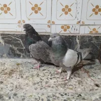 کفتر پلاکی کاشانی تهرانی|پرنده|خمینیشهر, |دیوار