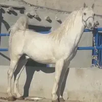 سیلمی ترک خالص