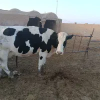گاو|حیوانات مزرعه|سبزوار, ابارش|دیوار