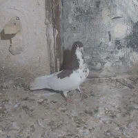 کبوتر|پرنده|شیراز, تندگویان|دیوار