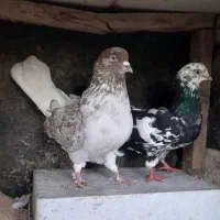 کبوتر پرشی تار قدیم