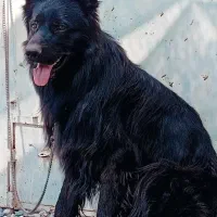 ژرمن|سگ|سیرجان, |دیوار