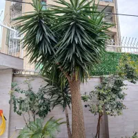 گل یوکا چند سر