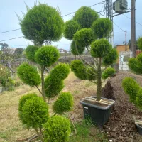 گل های فضای باز