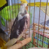 پرنده|پرنده|رشت, شالکو|دیوار