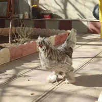 حیوانات|حیوانات مزرعه|قروه, |دیوار