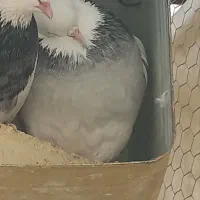 خرید و فروش کفتر متن