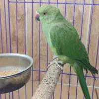 جوجه ملنگو چهار ماهه|پرنده|اصفهان, کوی امیریه|دیوار