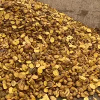 سیب زمینی دامی