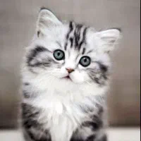 فروش خاک گربه