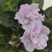 بنفشه افریقایی