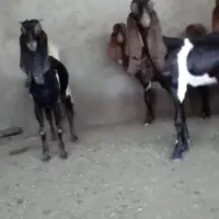 بز گلابی کاموری افغان اصل میش کهره بز میش قوچ