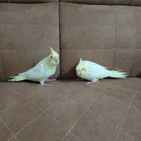 عروس هلندی 1ماهه