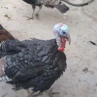 فروش چند عدد بوقلمون و خروس