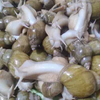 آچاتینا بالغ و مولد|خزنده|تهران, عباس‌آباد|دیوار