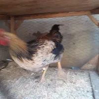 خروس وجوجه خروس مامونیه|حیوانات مزرعه|ساوه, |دیوار