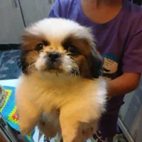 واگذاری سگ نزاد دار|سگ|پاکدشت, شهرک امام رضا|دیوار