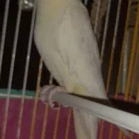 دو جفت عروس هلندی چشم شرابی مولد در عجب شیر|پرنده|عجب شیر, |دیوار