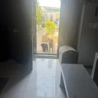 سگ چاوچاو|سگ|اصفهان, قهاب جنوبی|دیوار