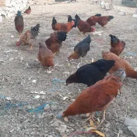 خروس|حیوانات مزرعه|قروه, |دیوار