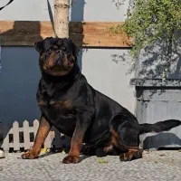 عکس مولدین رو گذاشتم توله موجود هست