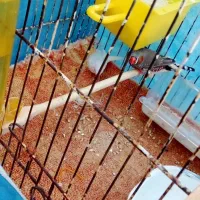 فنچ|پرنده|ایوان, |دیوار