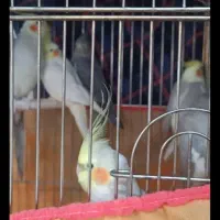 طوطی|پرنده|رباط‌کریم, رباط‌کریم|دیوار