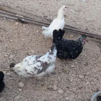 تخم مرغ از نژاد پاکوتاه و گلین موجود|حیوانات مزرعه|جم, |دیوار