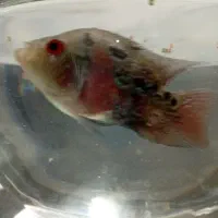 ماهی گوشتخار زیبا