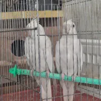 جفت عروس مولد معاوضه با ملنگو ، گرینچیک ،جوجه عروس