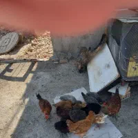 جوجه