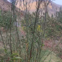 شمشک درجه یک|صنایع دستی و سایر لوازم تزئینی|کن, |دیوار