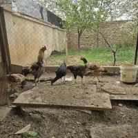خروس لاری اصیل ۴ دونگ به همراه ۴ مرغ لاری