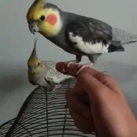 عروس هلندی|پرنده|اطاقور, |دیوار