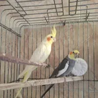 عروس هلندی فروشی
