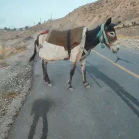 الاغ|حیوانات مزرعه|بولی, |دیوار