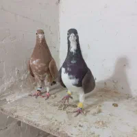 جفت ساده عطیقه