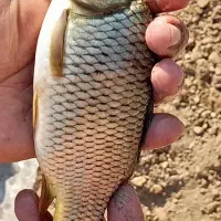 بچه ماهی کپور|ماهی|دزفول, |دیوار