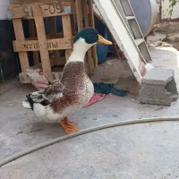 اردک روئن فرانسوی