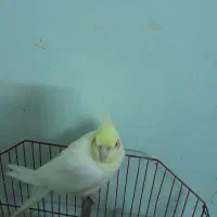 عروس هلندی ماده|پرنده|شادگان, |دیوار