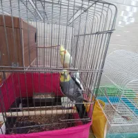 تعدادی پرنده به فروش میرسد|پرنده|بمپور, |دیوار