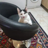 گربه ناز و ملوس