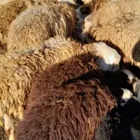 فروش گوسفند
